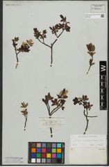 Foto von Salix waldsteiniana Willd.
